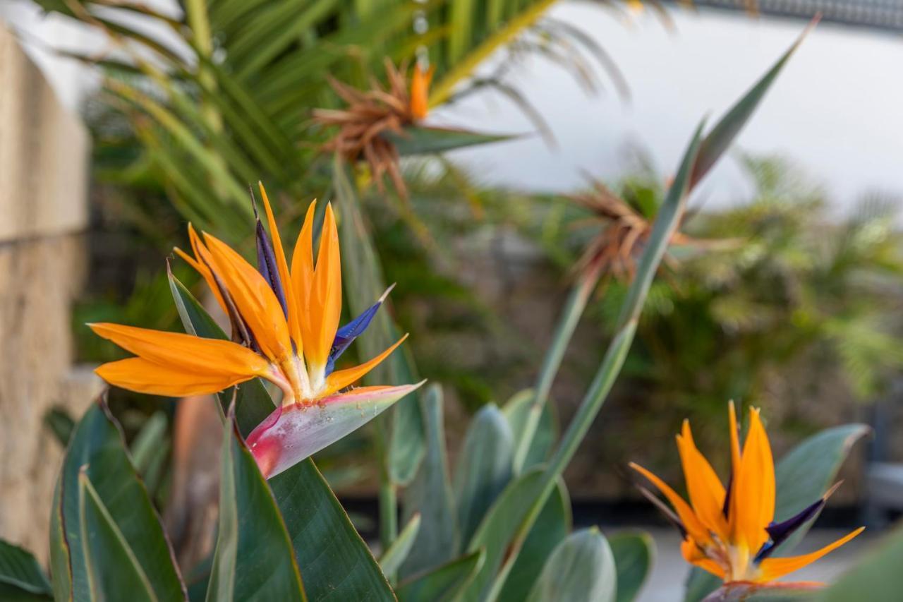Medano4You The Strelitzia Holiday Home El Médano Esterno foto